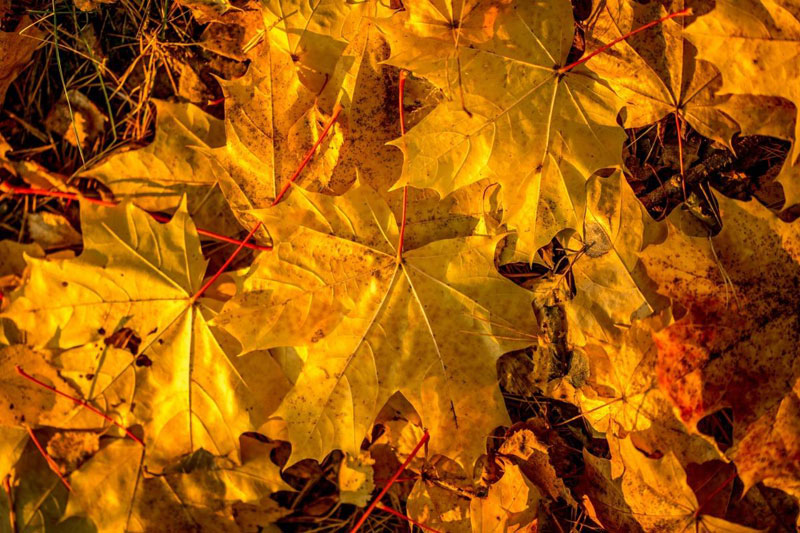 Собранные в сухую погоду опавшие листья — хороший укрывной материал