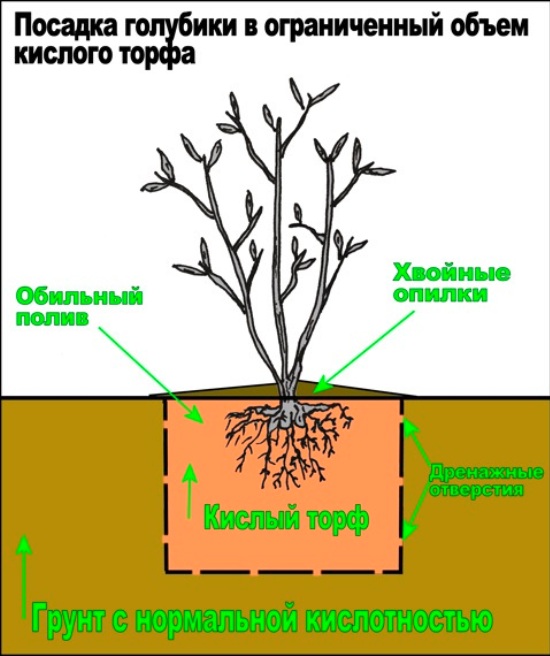 Схема посадки голубики садовой