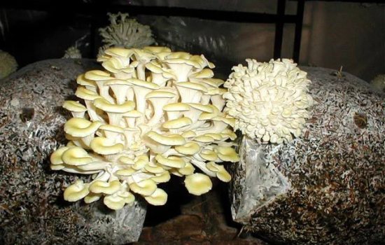 грибы в домашних условиях