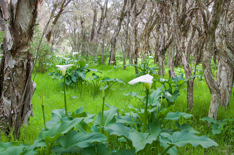 В природе каллы предпочитают расти в болотистых местах