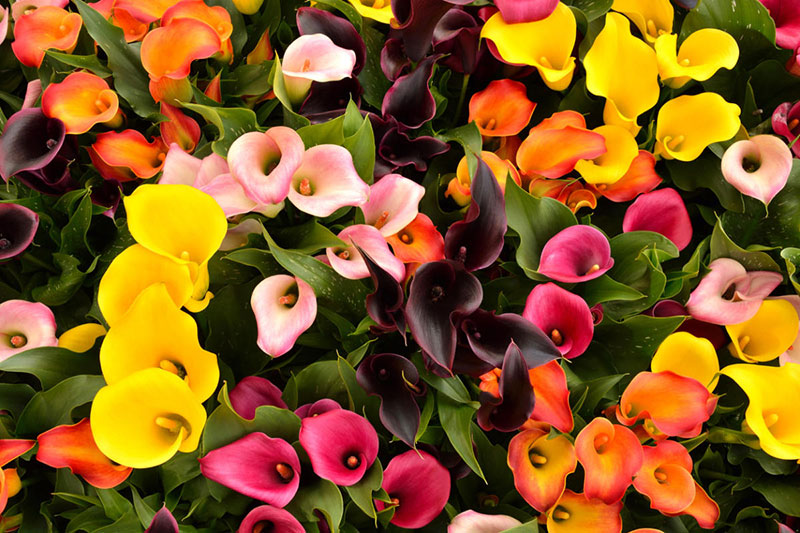 Соцветия каллы могут иметь самую разнообразную окраску