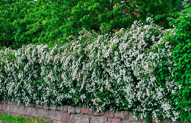 Цветущая стена: боярышник растет по периметру участка, а его цветки удачно оттеняют зеленый массив