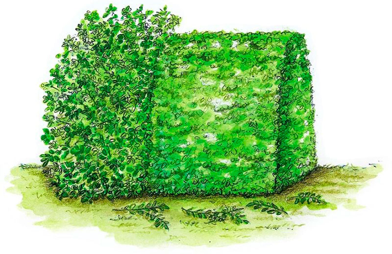 Забор округлой формы формируют из раскидистых растений, таких как лавровишня, фотиния и бирючина