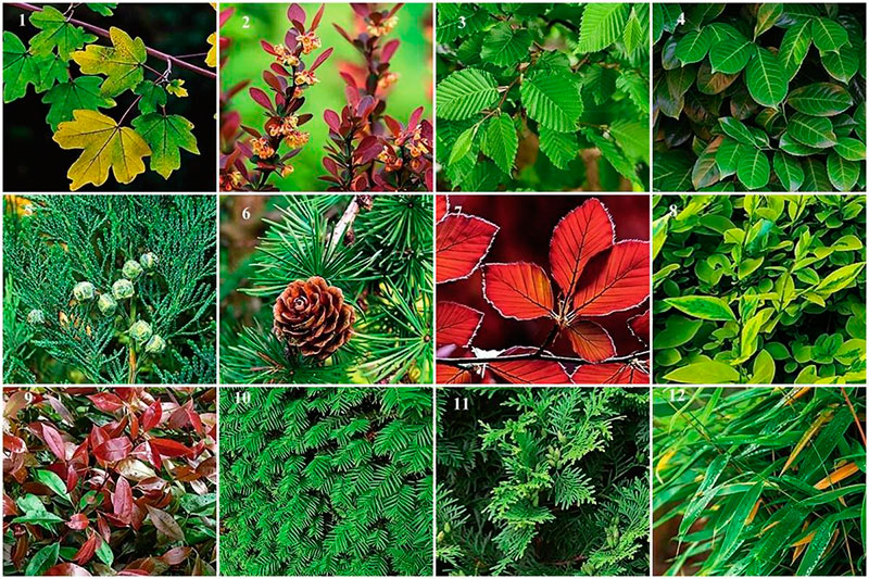 12 самых подходящих растений для живой изгороди