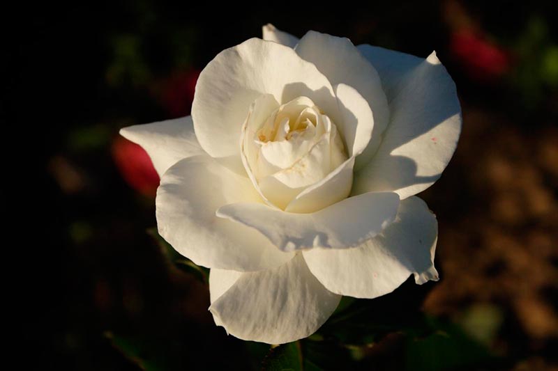 Подобрать надежные сорта белых роз не так-то просто. Роза 'Cosmos' (Meilland, 1994)