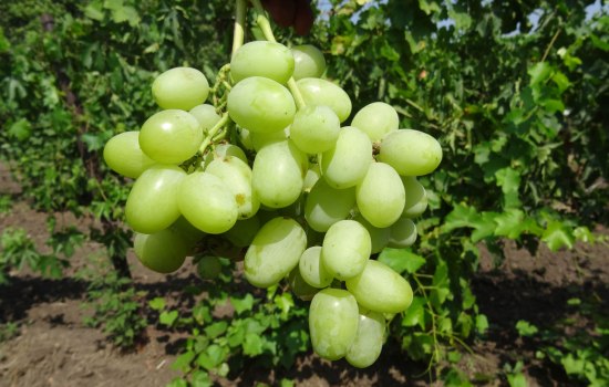 Сорт винограда Талисман