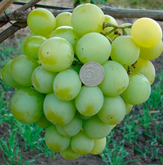 Сорт винограда Талисман