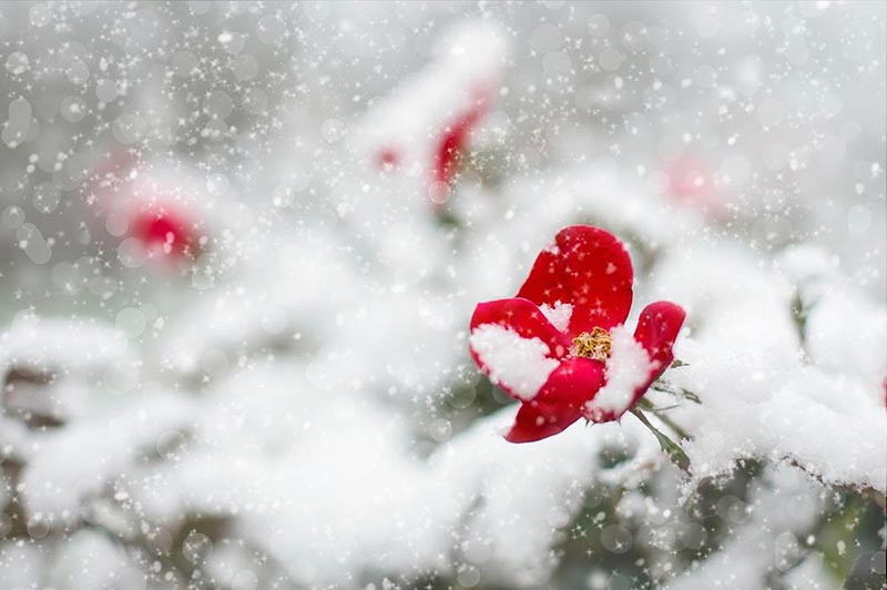 розы под снегом