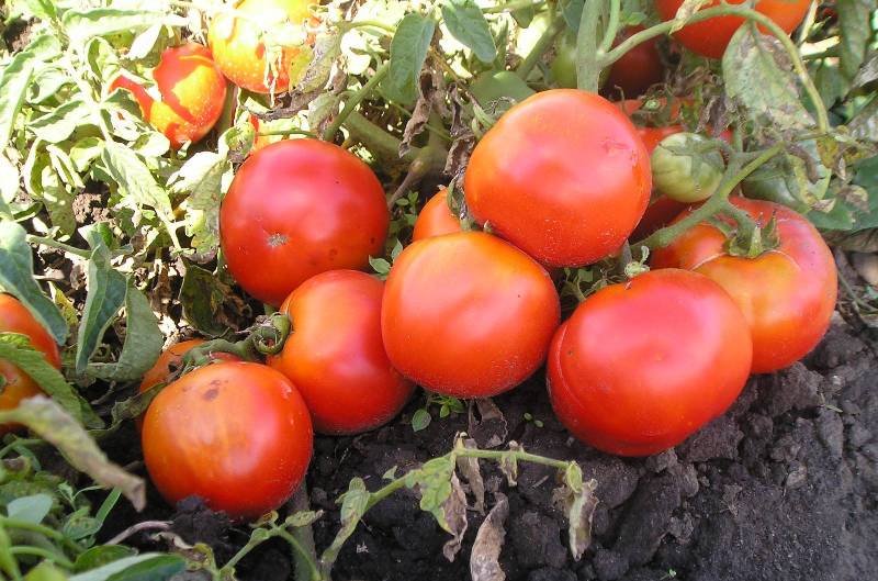 низкорослые помидоры