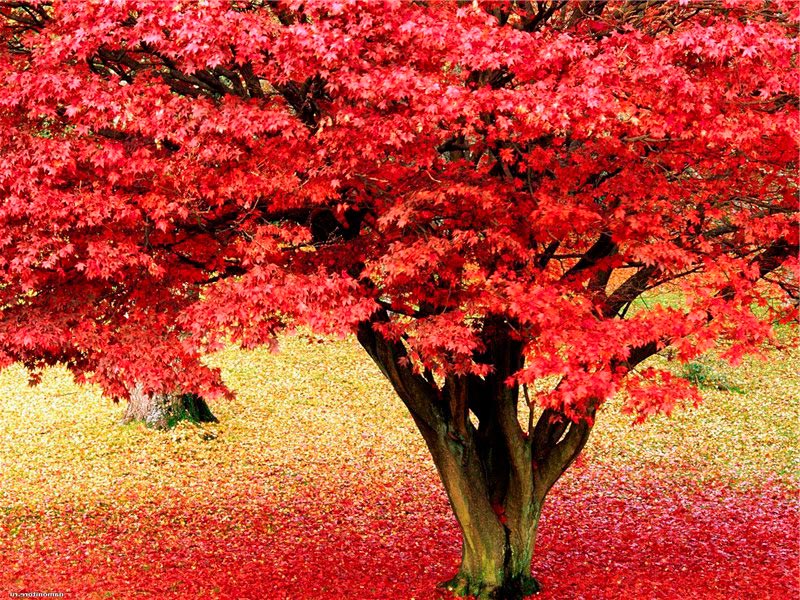 листва сумаха приобретает ярко-красный цвет