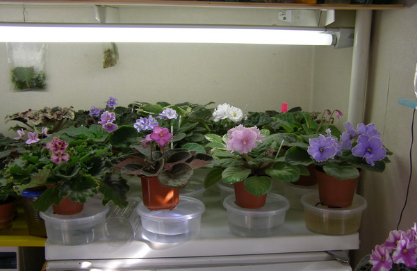 поливать комнатные растения через поддон