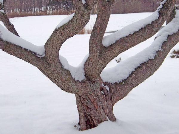 деревья в снегу требуют ухода