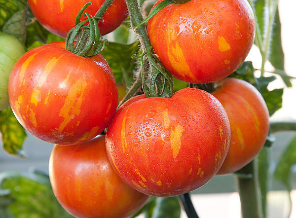полосатые помидоры