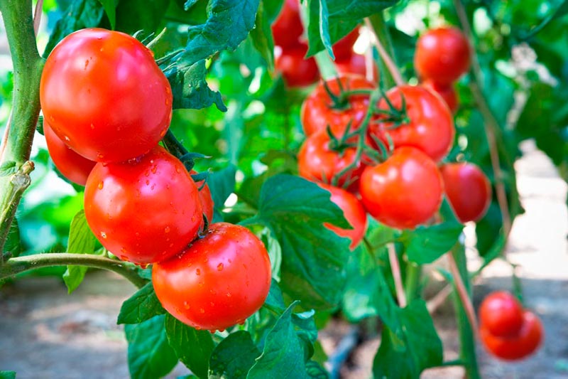 помидоры красная гроздь
