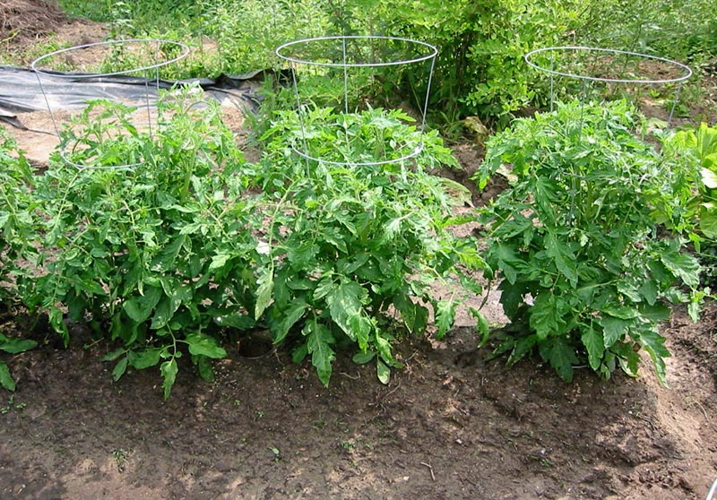 выращивание томатов Быстренок f1