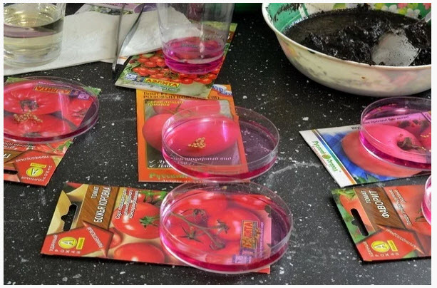 обработка семян томатов