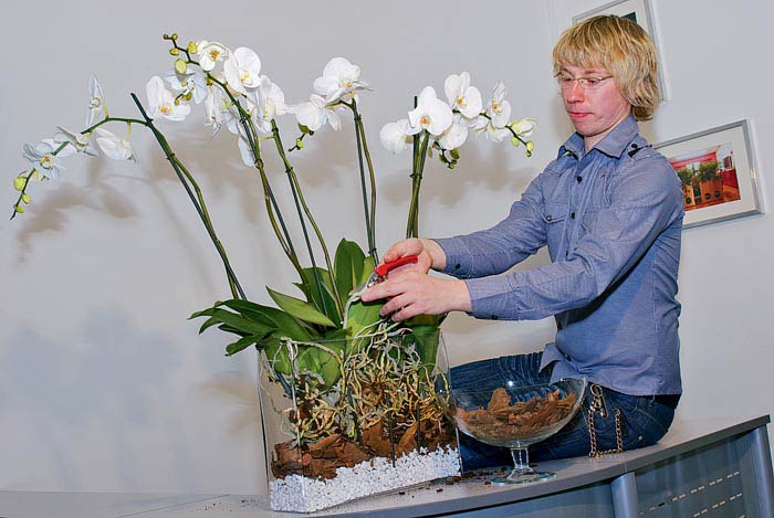 обрезка и пересадка орхидеи