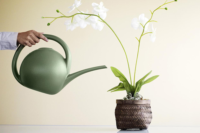 как поливать орхидею орхидеи