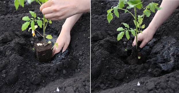 Подготовка почвы к высадке рассады помидор