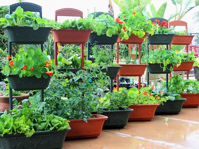 выращивание овощей в кадках на балконе
