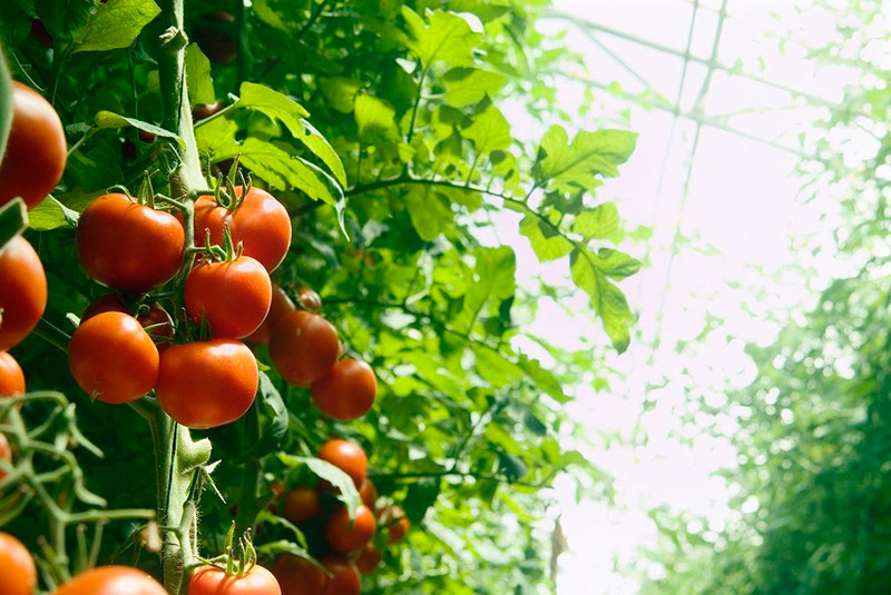 ранние сорта томатов