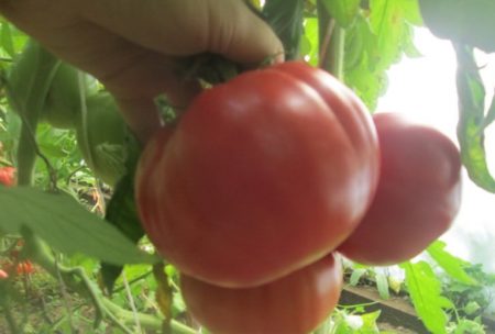 Сорт томатов Винный болгарский великан