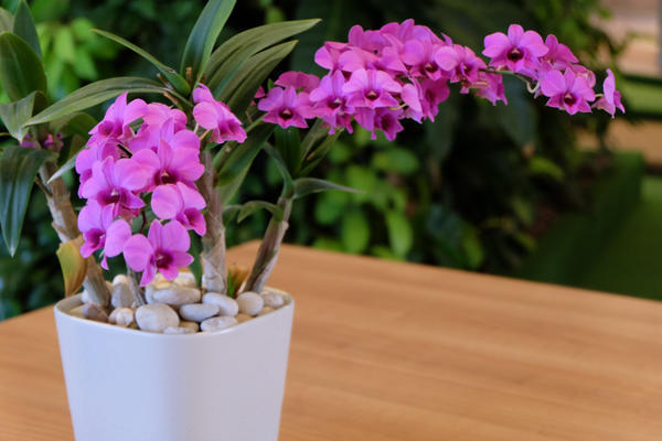 Орхидея – изысканный и чувственный цветок