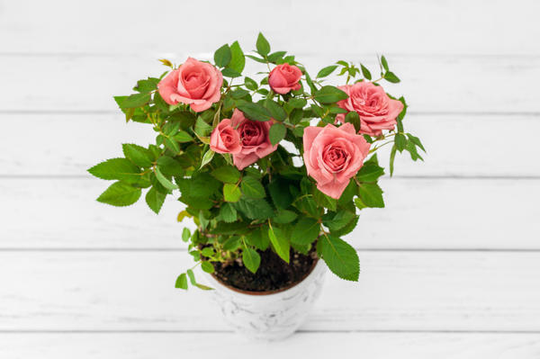 Горшечные розы – лучший подарок к 8 Марта