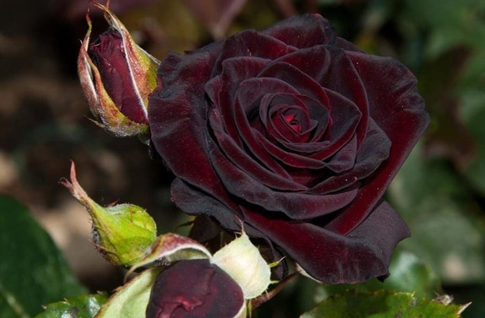 плетистая роза черная королева