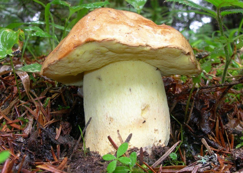 Полубелый гриб (Boletus impolitus)