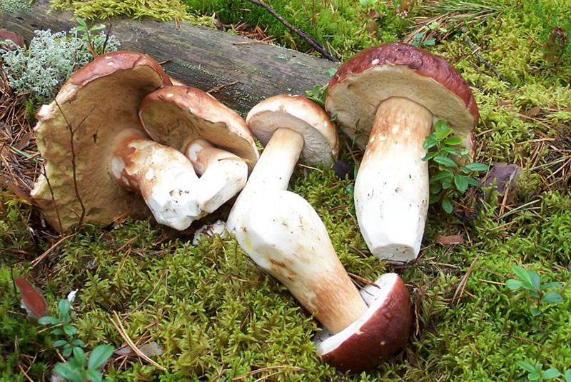  Белый гриб сосновый (Boletus pinophilus)