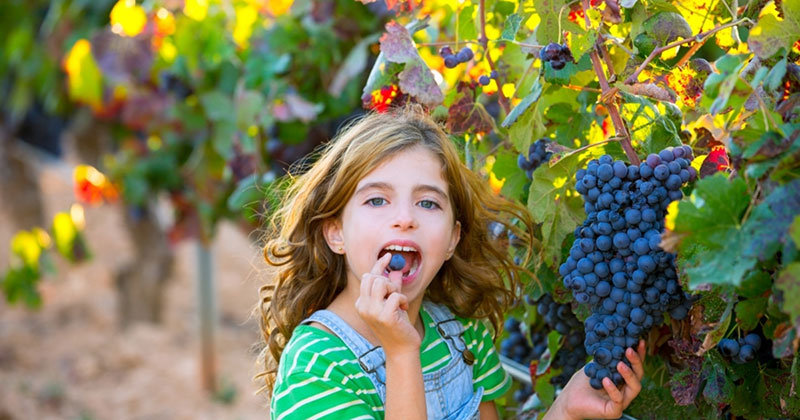 девочка ест виноград