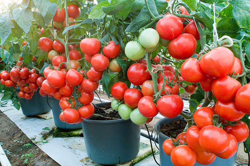 помидоры в ведрах