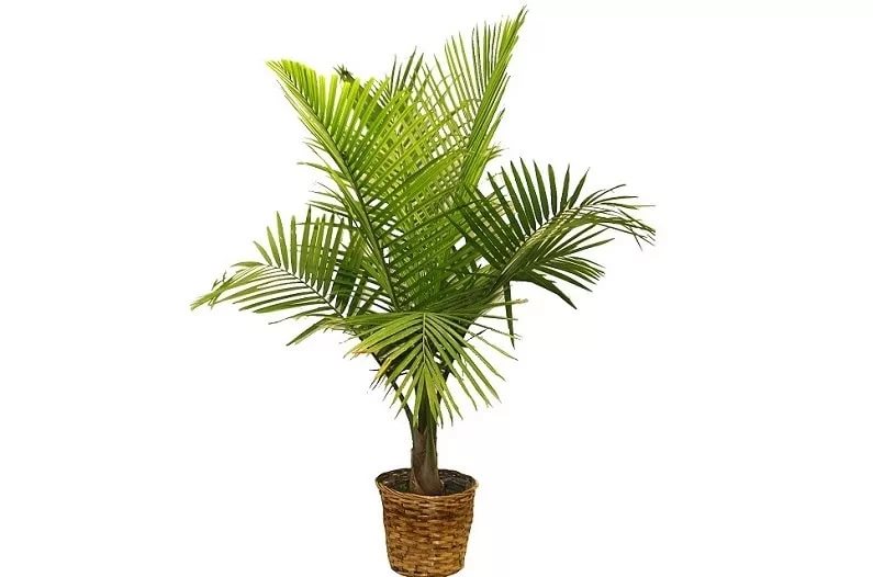пальма декоративная
