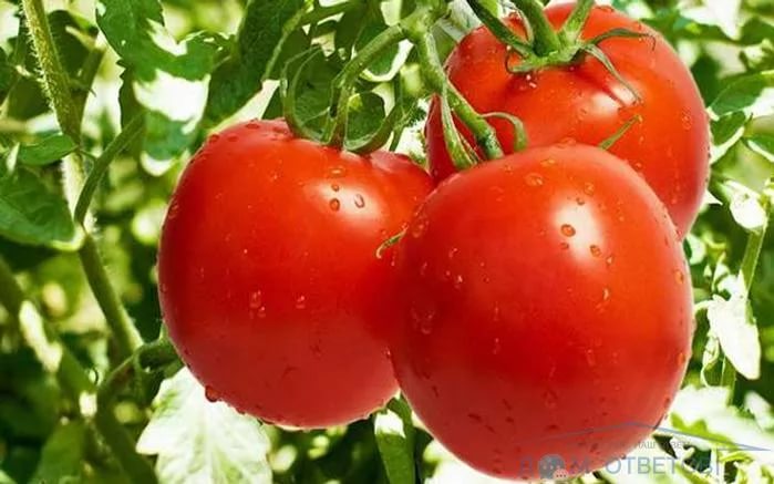 Чем поливать рассаду помидор