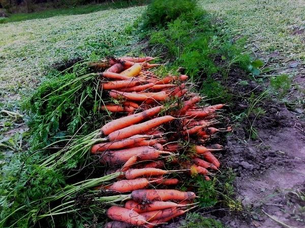 Урожай моркови сорта Нантская 4