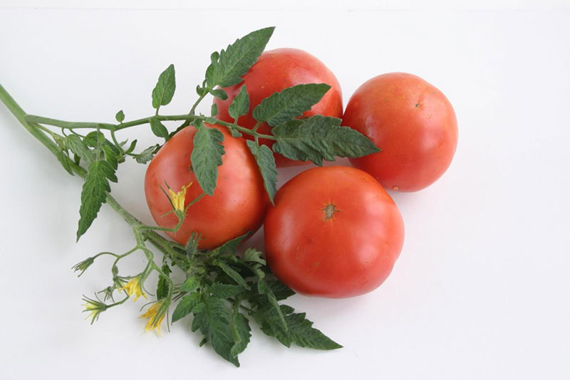 помидоры краснодарские
