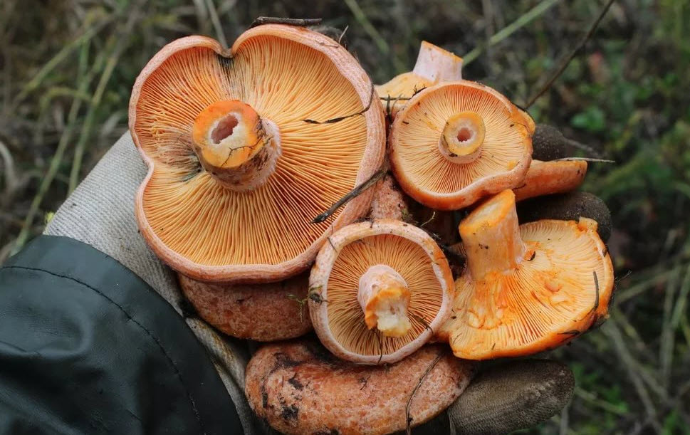 грибы рыжики