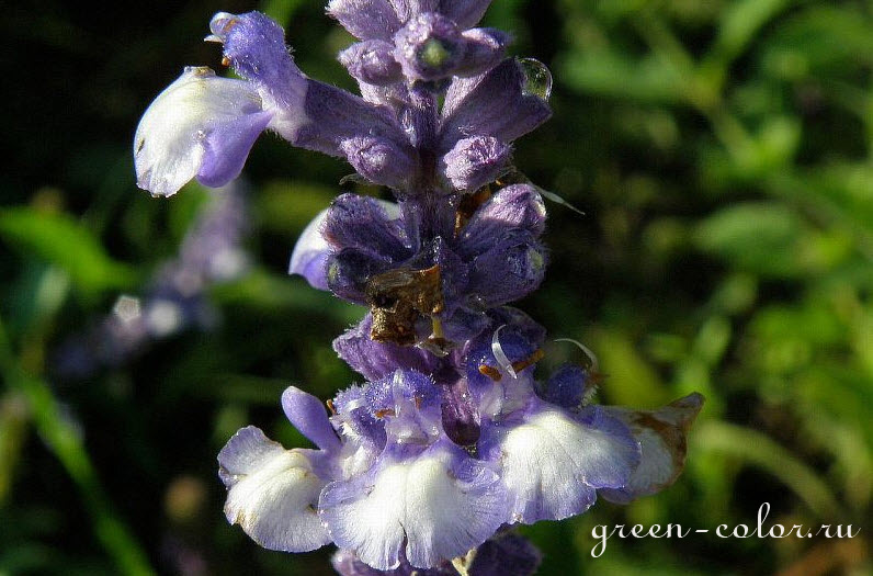 Сальвия мучнистая / Salvia farinacea