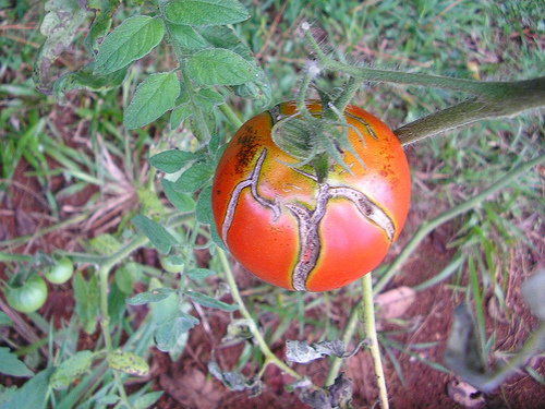 треснувший томат