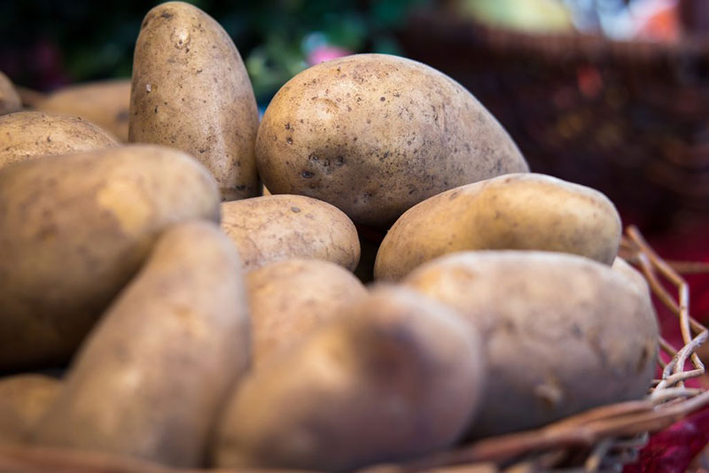 хороший урожай картофеля