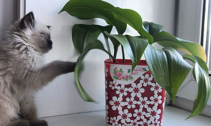 кошка и комнатный цветок