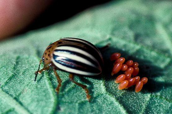 Самка здоровой особи колорадского жука откладывает яйца