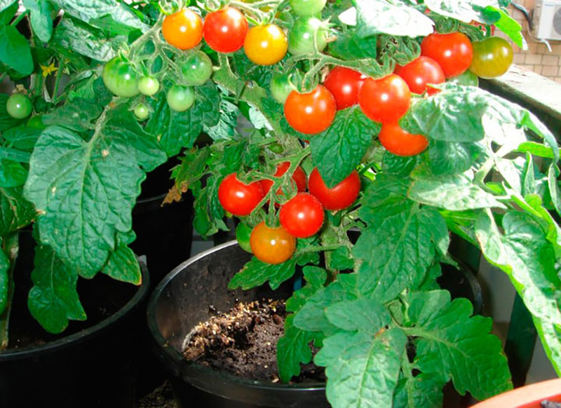 посадка томатов на рассаду