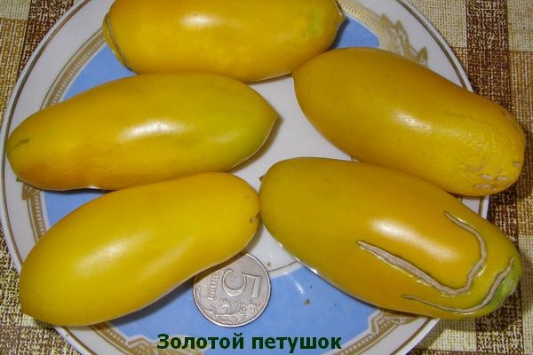 томат Золотой Петушок