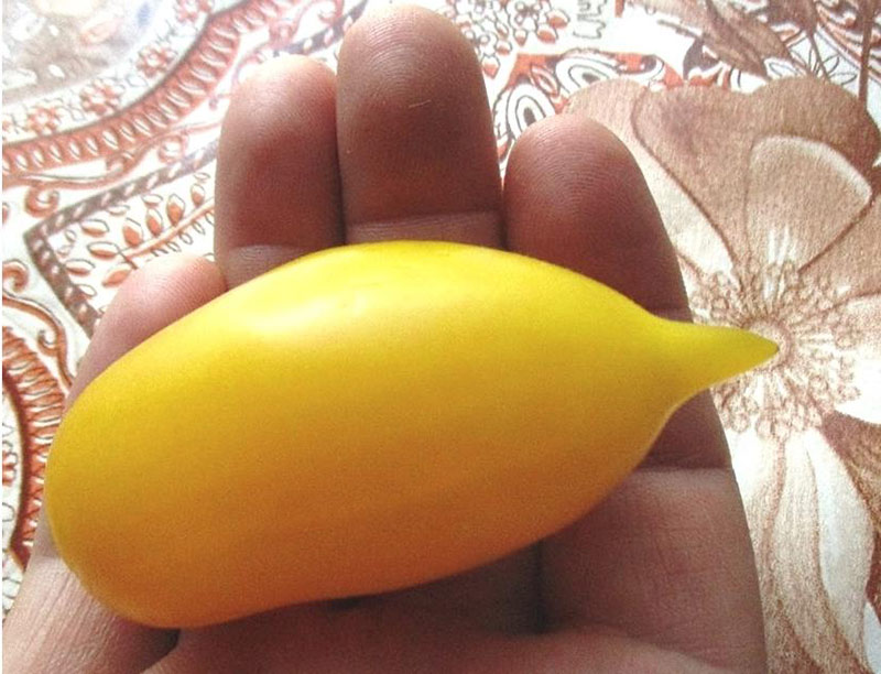 Томат Золотой Лимон