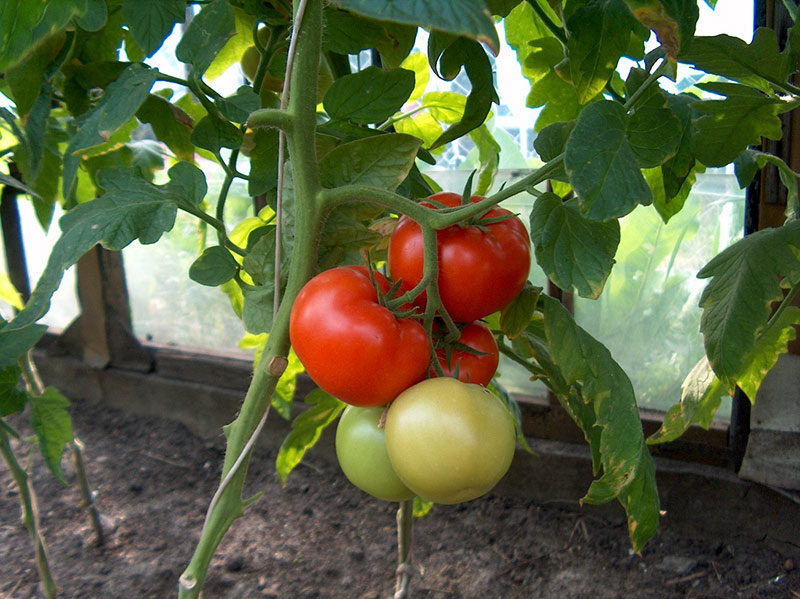 томаты чудо рынка