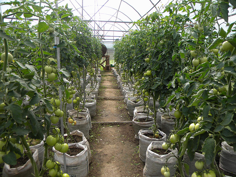 выращивание томатов в мешках
