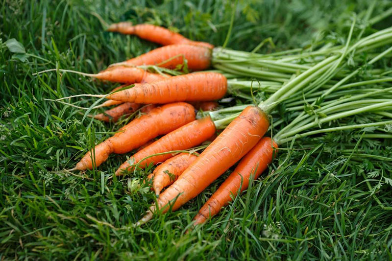 Среднепозднеспелые сорта моркови