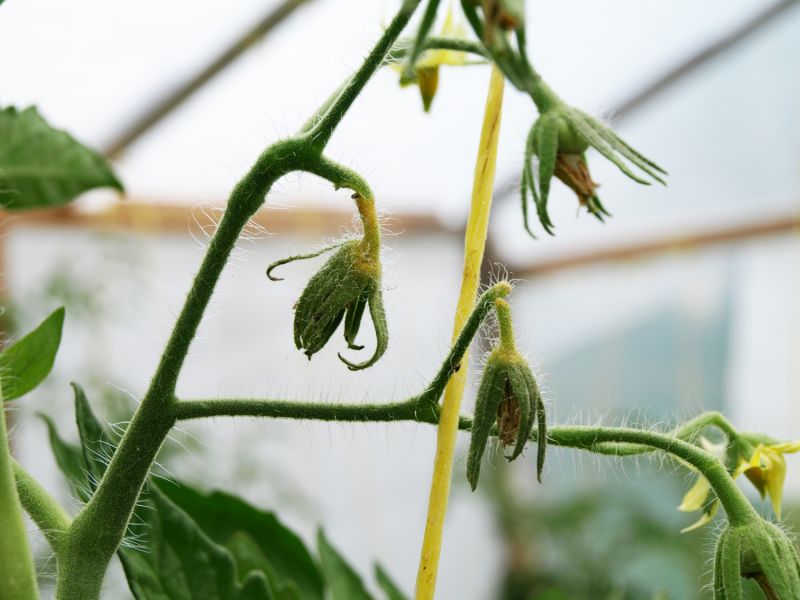 опадают цветки и завязи у томатов в теплице, причины